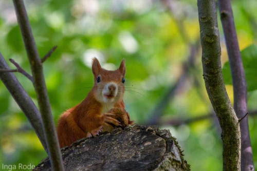 2020-10-01_10-56-20_Eichhörnchen_IMG_2050-1600