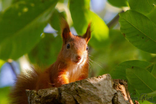 2020-10-13_15-24-41_Eichhörnchen_IMG_4592-1600-3