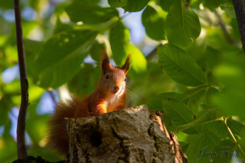 2020-10-13_15-24-41_Eichhörnchen_IMG_4592-1600