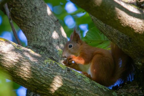 2020-10-13_15-33-48_Eichhörnchen_IMG_4627-1600