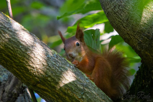 2020-10-13_15-35-06_Eichhörnchen_IMG_4658-1600