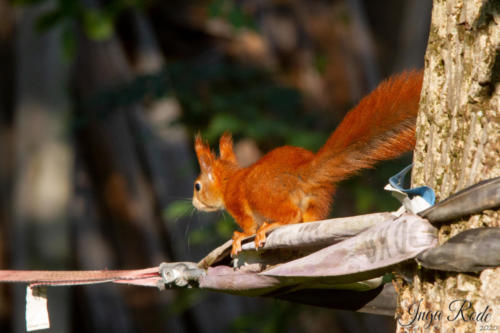 2020-10-13_15-36-20_Eichhörnchen_IMG_4672-1600