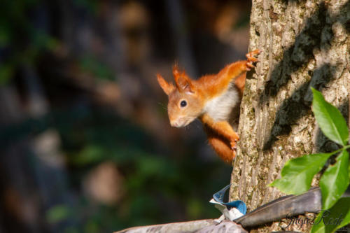 2020-10-13_15-36-27_Eichhörnchen_IMG_4677-1600