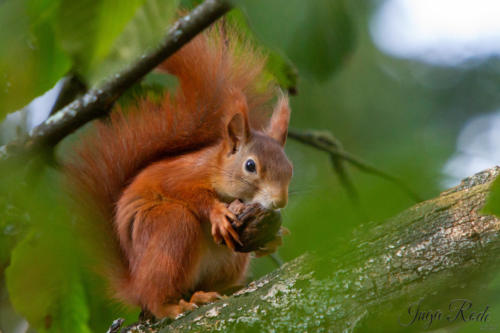 2020-10-13_15-44-55_Eichhörnchen_IMG_4703-1600