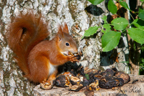 2020-10-13_15-48-59_Eichhörnchen_IMG_4741-1600