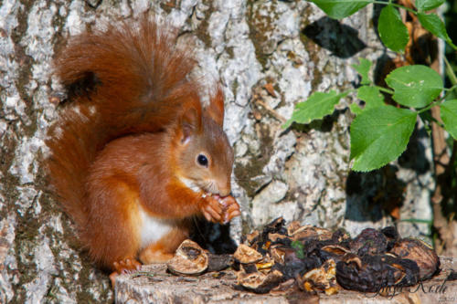 2020-10-13_15-57-38_Eichhörnchen_IMG_4761-1600