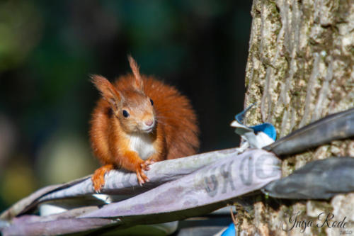 2020-10-13_15-58-54_Eichhörnchen_IMG_4765-1600