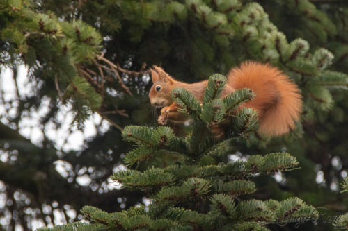 2020-11-22_13-23-41_Garten__DIV7741-1600