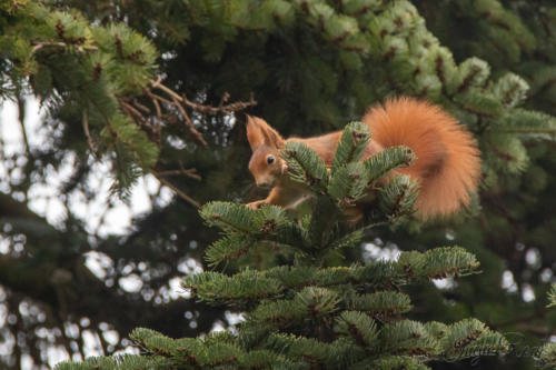 2020-11-22_13-23-41_Garten__DIV7742-1600