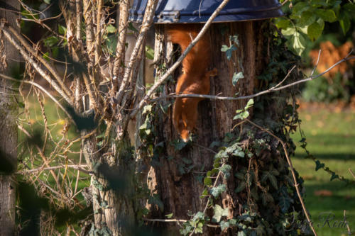 2020-11-25_13-27-39_Garten und Altenheimsee__DIV7795-1600