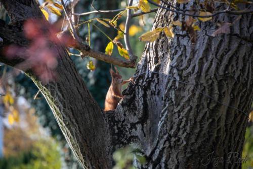 2020-11-25_13-28-06_Garten und Altenheimsee__DIV7797-1600