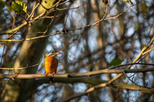 2020-11-29_14-12-45_Eisvogel__DIV8413-1600 bearbeitet-1600