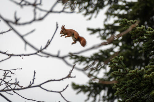 2021-01-02_13-01-39_Eichhörnchen__DIV9677