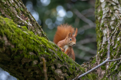 2021-01-02_13-04-51_Eichhörnchen__DIV9711