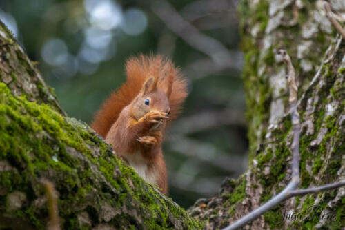 2021-01-02_13-05-03_Eichhörnchen__DIV9715