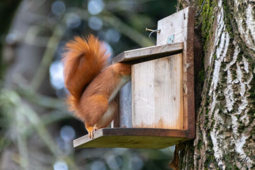 2021-01-02_13-06-06_Eichhörnchen__DIV9726