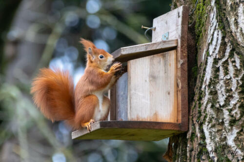 2021-01-02_13-06-09_Eichhörnchen__DIV9728