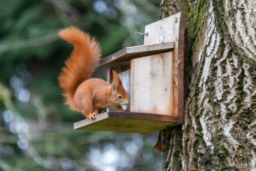 2021-01-02_13-06-41_Eichhörnchen__DIV9741