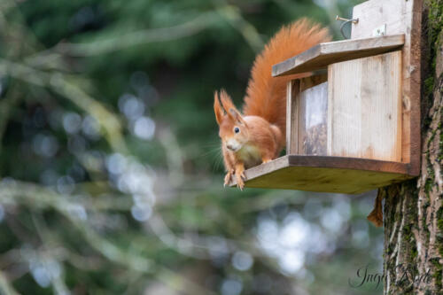 2021-01-02_13-07-35_Eichhörnchen__DIV9747