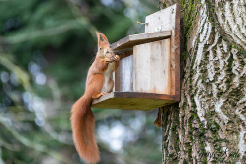 2021-01-02_13-07-38_Eichhörnchen__DIV9750