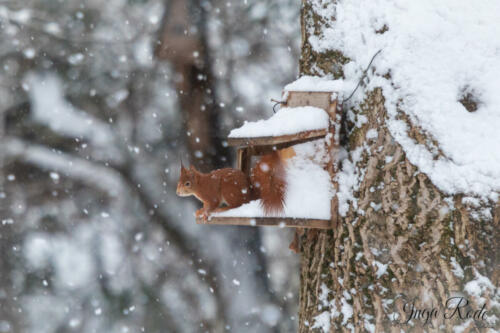 2021-01-12_09-19-41_Schneehörnchen__DIV0381