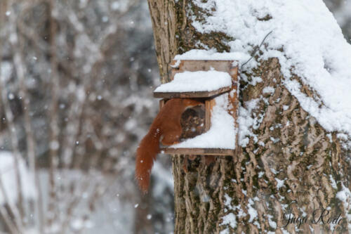 2021-01-12_09-22-42_Schneehörnchen__DIV0395
