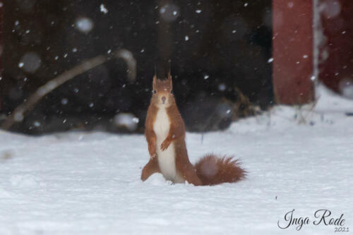 2021-01-12_09-25-28_Schneehörnchen__DIV0429