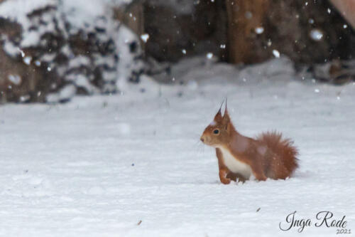 2021-01-12_09-25-58_Schneehörnchen__DIV0444-2