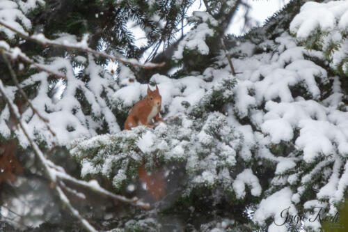 2021-01-12_09-28-02_Schneehörnchen__DIV0482