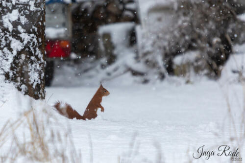 2021-01-12_09-28-12_Schneehörnchen__DIV0485