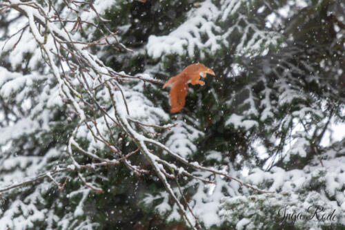 2021-01-12_09-28-55_Schneehörnchen__DIV0502
