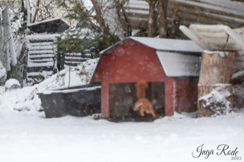 2021-01-12_09-29-03_Schneehörnchen__DIV0506
