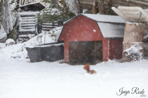 2021-01-12_09-29-03_Schneehörnchen__DIV0507