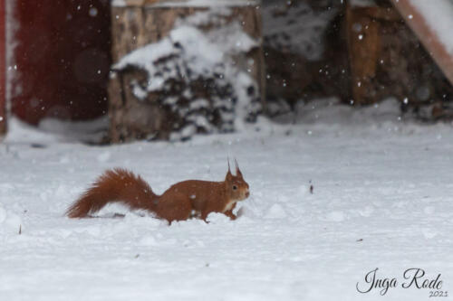 2021-01-12_09-29-23_Schneehörnchen__DIV0513