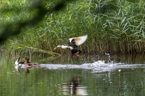 2021-08-27_10-43-01_Enten-am-See__DIV9251-1600