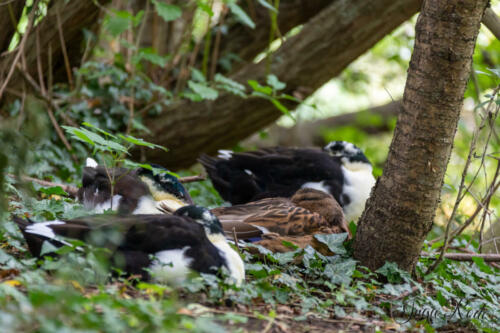 2021-08-27_11-18-19_Enten-am-See__DIV9269-1600