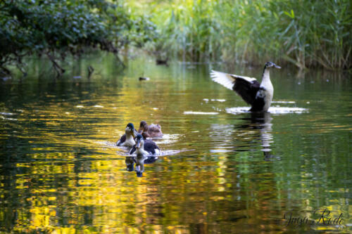 2021-09-01_18-10-25_Enten__DIV9750-1600