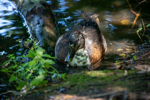 2021-09-02_12-10-17_Enten__DIV9905-1600