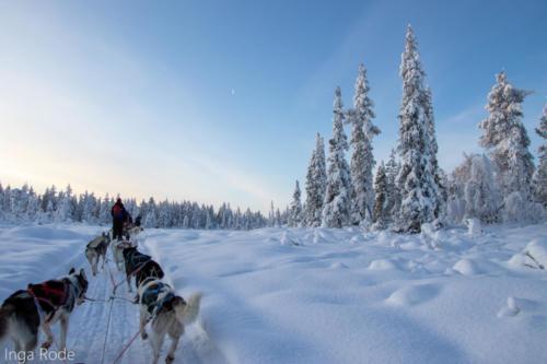 2019-11-21 10-57-17 Kiruna Day 2 - Huski IMG 8529-1600-2