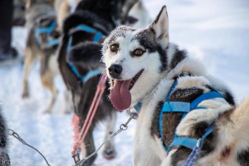 2019-11-21 10-58-09 Kiruna Day 2 - Huski IMG 8545-1600