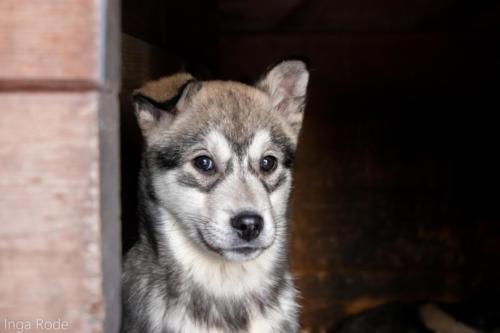 2019-11-21 12-28-08 Kiruna Day 2 - Huski IMG 8694-1600